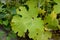 Macleaya heart-shaped (Macleaya cordata (Willd.) R.Br.), leaf close up