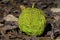 Maclura pomifera known as Osage orange fruit
