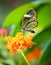 Maco of a glasswinged butterfly on a flower