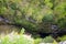 The Macocha Abyss with lake, sinkhole in the Moravian Karst cave system, Czech Republic