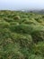 Macquarie island, subantarctic region, Australia