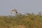 MacQueen& x27;s bustard a winter migrant to Greater Rann of Kutch in Gujarat, India.