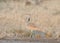MacQueen's bustard a winter migrant to Greater Rann of Kutch in Gujarat, India.