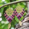 Macrame earrings hanging on the tree branch