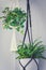 Macrame plant hanger