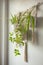 Macrame plant hangers in scandinavian interior.