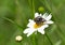 Macro of 2 white spotted rose beetles oxythyrea funesta mating on a daisy leucanthemum blossom with blurred bokeh background