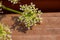 Macro abstract art view of parsley flowers