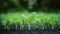 Macro abstract background of natures small plants under rain