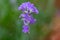 Macro abstract cutout view of blooming lavender stem flower blossoms