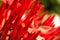 Macro abstract real beauty nature cute background. Small bright red buds petals bloom of Santan Ixora Jungle Geranium