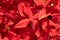 Macro abstract real beauty nature cute background. Small bright red plant four petals bloom of Santan Ixora Jungle
