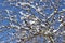 Macro abstract texture view of snow clinging to the branches of a bare cherry tree