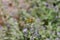 Macro abstract view of a dragonfly perched on a Russian sage plant