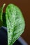 Macro abstract view of a misted Meyer lemon leaf