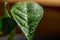 Macro abstract view of a misted Meyer lemon leaf