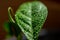 Macro abstract view of a misted Meyer lemon leaf