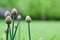 Macro abstract view of a newly budding flowers on chives herb plants