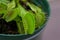 Macro abstract view of a potted Venus Flytrap plant