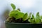 Macro abstract view of a potted Venus Flytrap plant