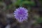 Macro abstract view of a solitary flower on chives herb plant