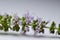 Macro abstract view of tiny purple peppermint herb flowers