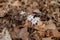 Macro abstract view of white anemone wildflowers