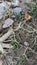 Macro of adenium obesum plant roots in the garden