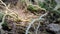 Macro of adenium obesum plant roots in the garden