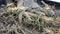 Macro of adenium obesum plant roots in the garden