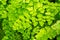 Macro of adiantum fern