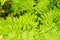 Macro of adiantum fern in top view
