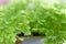 Macro of adiantum philippense or maidenhair fern growing in a