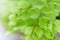 Macro of adiantum philippense or maidenhair fern growing in a