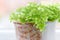 Macro of adiantum philippense or maidenhair fern growing in a