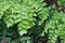 Macro of adiantum philippense or maidenhair fern growing in flow