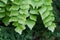 Macro of adiantum philippense or maidenhair fern growing in flow