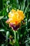 Macro aerial view of a golden iris flower