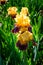 Macro aerial view of a group of two golden iris flowers