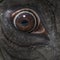 Macro of an African elephant\'s eye