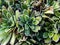 Macro of the Alpine saxifrage, encrusted saxifrage or silver saxifrage (Saxifraga paniculata)