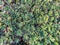 Macro of the Alpine saxifrage, encrusted saxifrage or silver saxifrage (Saxifraga paniculata)