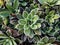 Macro of the Alpine saxifrage, encrusted saxifrage or silver saxifrage (Saxifraga paniculata) with dense rosette