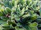 Macro of the Alpine saxifrage, encrusted saxifrage or silver saxifrage Saxifraga paniculata with dense rosette of leathery, flat