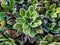 Macro of the Alpine saxifrage, encrusted saxifrage or silver saxifrage Saxifraga paniculata with dense rosette of leathery, flat