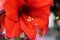 Macro of amaryllis stamen covered in pollen