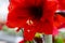 Macro of amaryllis stamen covered in pollen