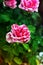 Macro of amazing bicolor pink-white rose blooming.