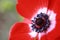 Macro Anemone Flower