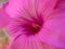 Macro of an Annual Mallow ,Lavatera trimestris cv. Twin Hot Pink. flower